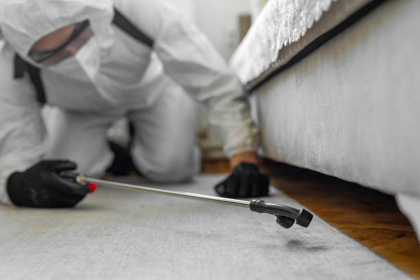 Professional Bed Bug Control technician working in Momence, IL